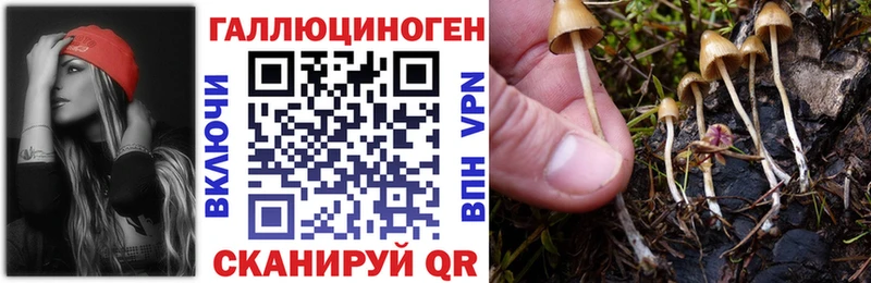 Псилоцибиновые грибы Psilocybe  Навашино 